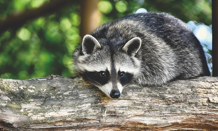 10 Animales Increíblemente Inteligentes que Te Sorprenderán 2 10 animales increiblemente inteligentes que te sorprenderan