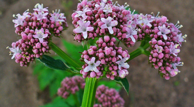 10 Sorprendentes Beneficios de la Valeriana para Tu Salud 2 10 sorprendentes beneficios de la valeriana para tu salud