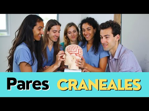 12 Pares Craniales: Descubre Sus Secretos y Funciones Clave 2 12 pares craniales descubre sus secretos y funciones clave