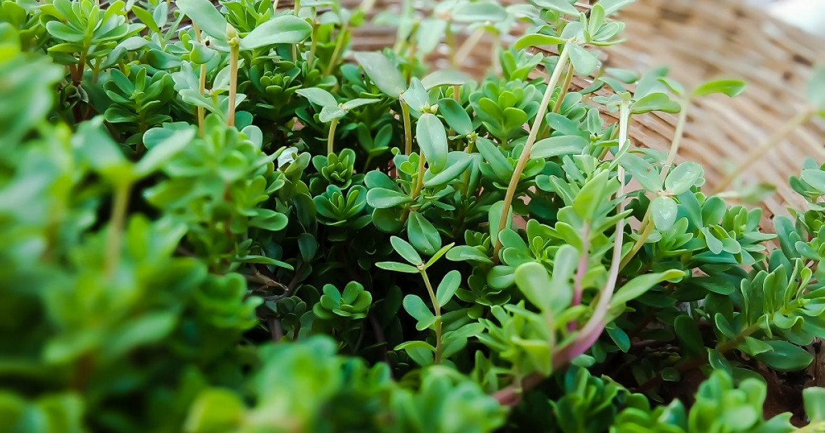 15 Infusiones y sus Asombrosos Beneficios Esenciales 2 15 infusiones y sus asombrosos beneficios esenciales