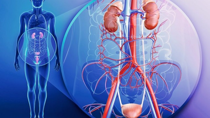 25 organos esenciales del cuerpo humano descubrelos