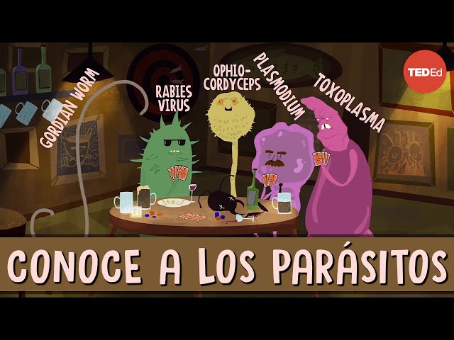 5 EJEMPLOS de PARÁSITOS que CONTROLAN la MENTE ¡Impactante! 2 5 ejemplos de parasitos que controlan la mente impactante