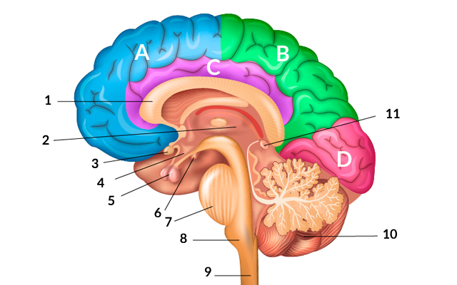 7 Asombrosos Enigmas del Cerebro que Debes Conocer 2 7 asombrosos enigmas del cerebro que debes conocer