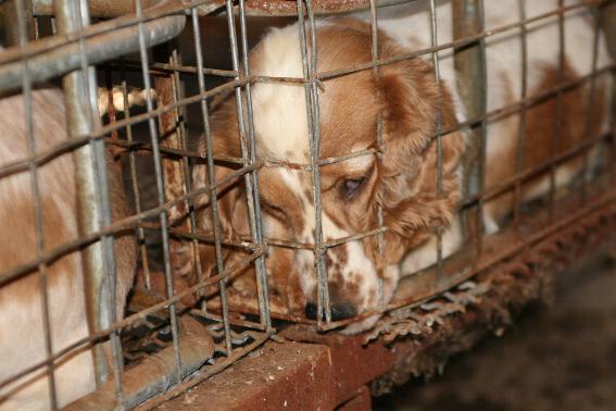 7 Rasgos Clave del Maltratador de Animales: ¡Descúbrelos! 2 7 rasgos clave del maltratador de animales descubrelos