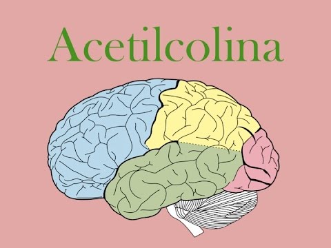 acetilcolina descubre sus funciones clave y beneficios