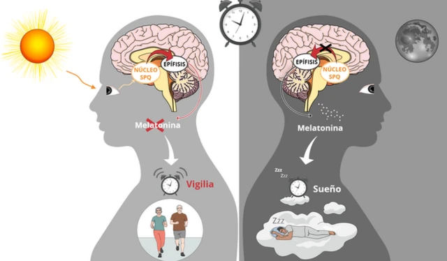 Activa tu Glándula Pineal en 3 Minutos: ¡Descubre Cómo! 2 activa tu glandula pineal en 3 minutos descubre como