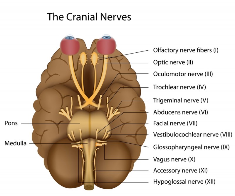 ACUEDUCTO CEREBRAL: Descubre FUNCIONES y ANATOMÍA Esencial 2 acueducto cerebral descubre funciones y anatomia esencial