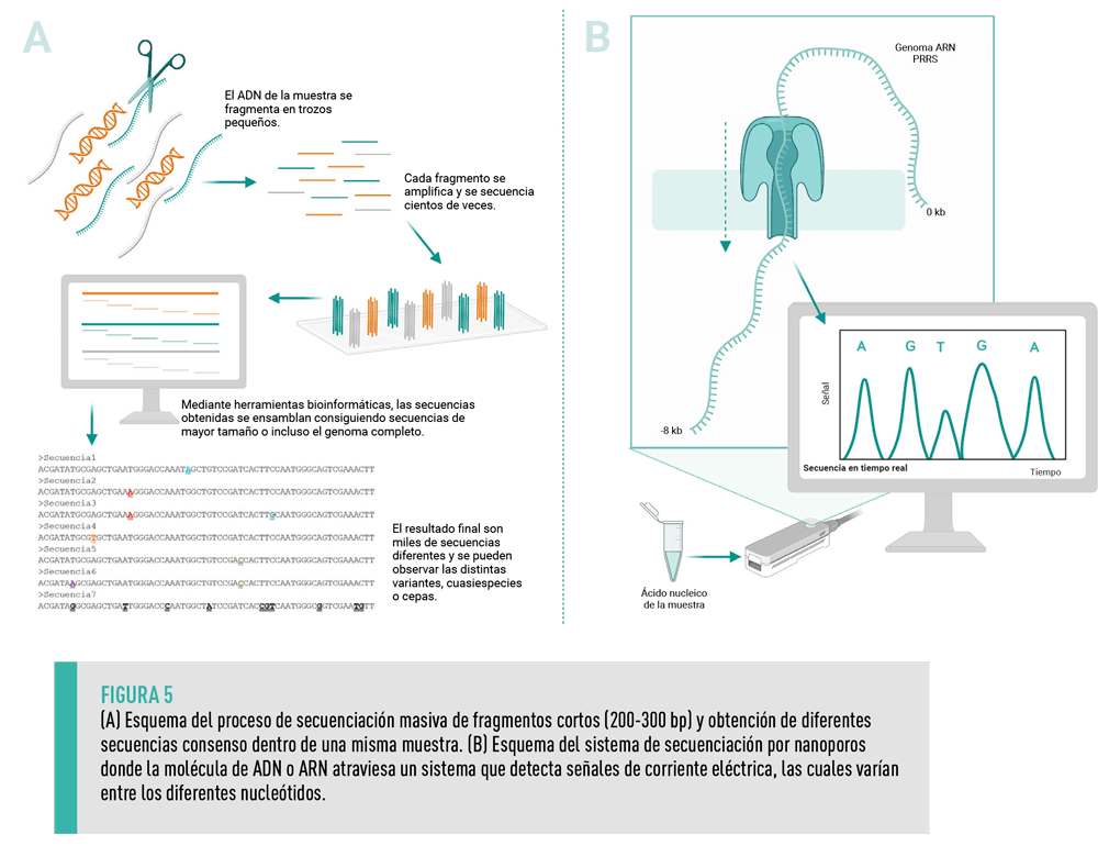 ADN vs ARN: Claves que Debes Conocer ¡Descúbrelas! 2 adn vs arn claves que debes conocer descubrelas