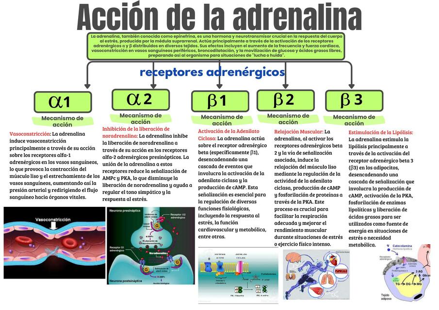 ADRENALINA: FUNCIONES CLAVE para la ACCIÓN y la ENERGÍA 2 adrenalina funciones clave para la accion y la energia