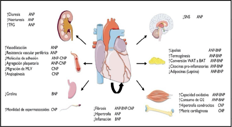 ADRENERGIC RECEPTORS: FUNCIONES CLAVE en TERAPIA ONLINE 2 adrenergic receptors funciones clave en terapia online