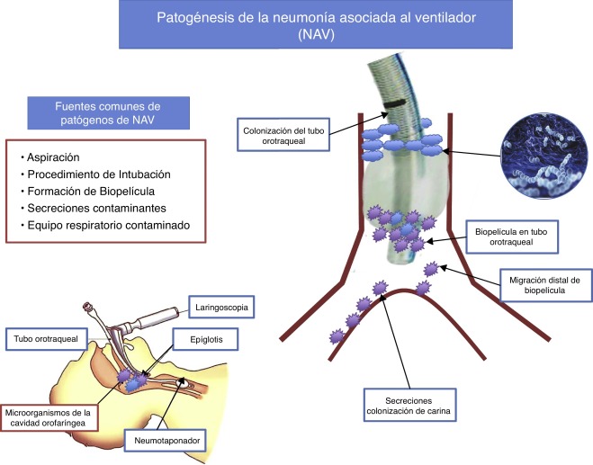 agentes patogenos 5 caracteristicas sorprendentes que ignoras
