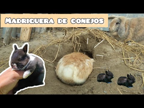 Agujero de CONEJO: Descubre el SIGNIFICADO de la MADRIGUERA 2 agujero de conejo descubre el significado de la madriguera