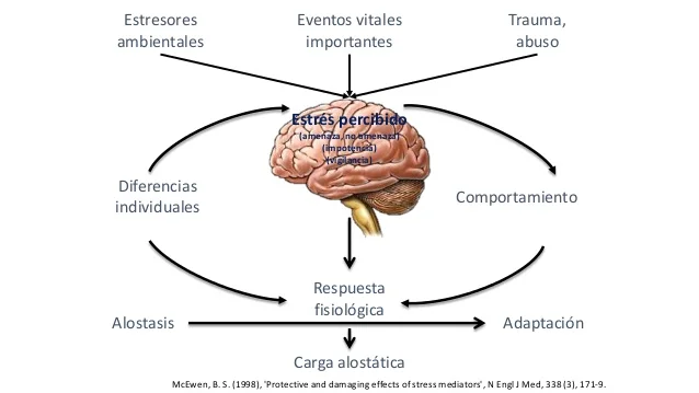 Alostasis: Cómo el ESTRÉS y la CARGA ALOSTÁTICA te Afectan 2 alostasis como el estres y la carga alostatica te afectan