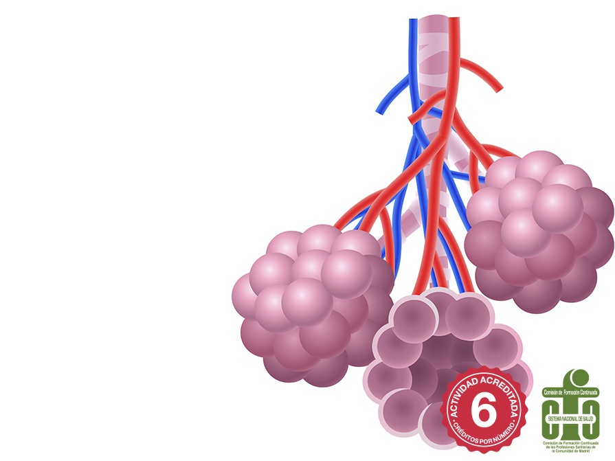 ALVEOLI: FUNCIONES y ANATOMÍA - Terapia Online en MADRID 2 alveoli funciones y anatomia terapia online en madrid