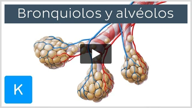 ALVÉOLOS PULMONARES: FUNCIONES y CARACTERÍSTICAS ESENCIALES 2 alveolos pulmonares funciones y caracteristicas esenciales