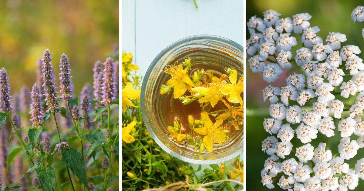 Amapola de California: Beneficios y PROPIEDADES ASOMBROSAS 2 amapola de california beneficios y propiedades asombrosas