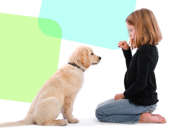 AMOR A LOS ANIMALES: QUÉ LO DETERMINA y CÓMO NOS IMPACTA 2 amor a los animales que lo determina y como nos impacta