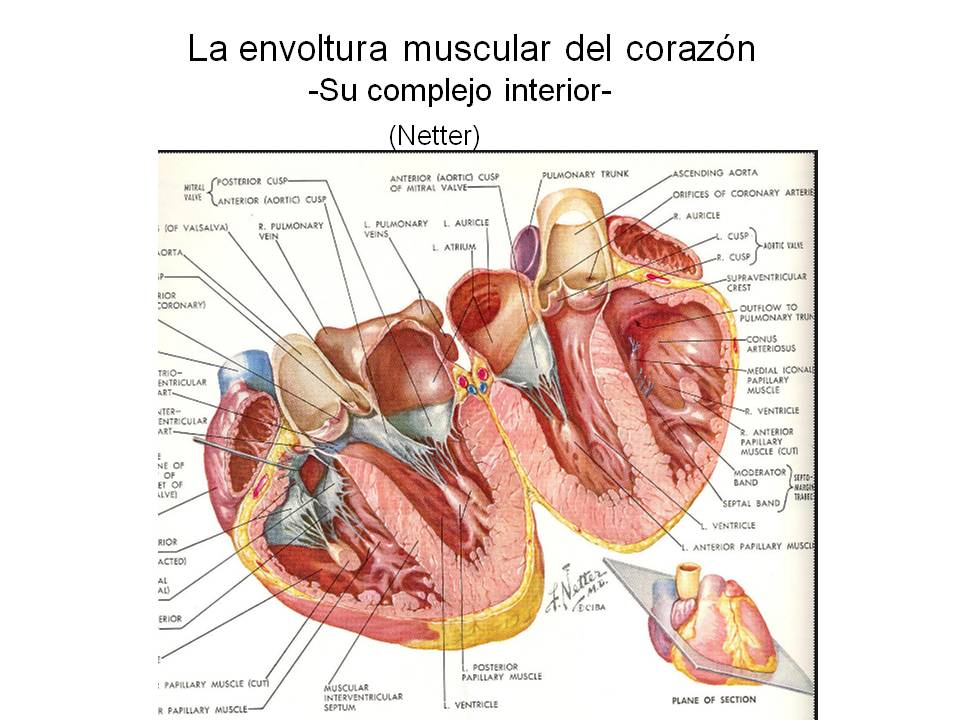 analiza el Asombroso Sistema Eléctrico del Corazón 2 analiza el asombroso sistema electrico del corazon