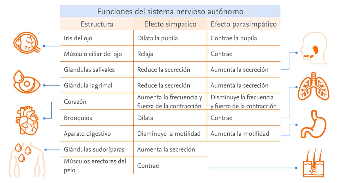 analiza el Sistema Nervioso: Simpático vs. Parasimpático 2 analiza el sistema nervioso simpatico vs parasimpatico