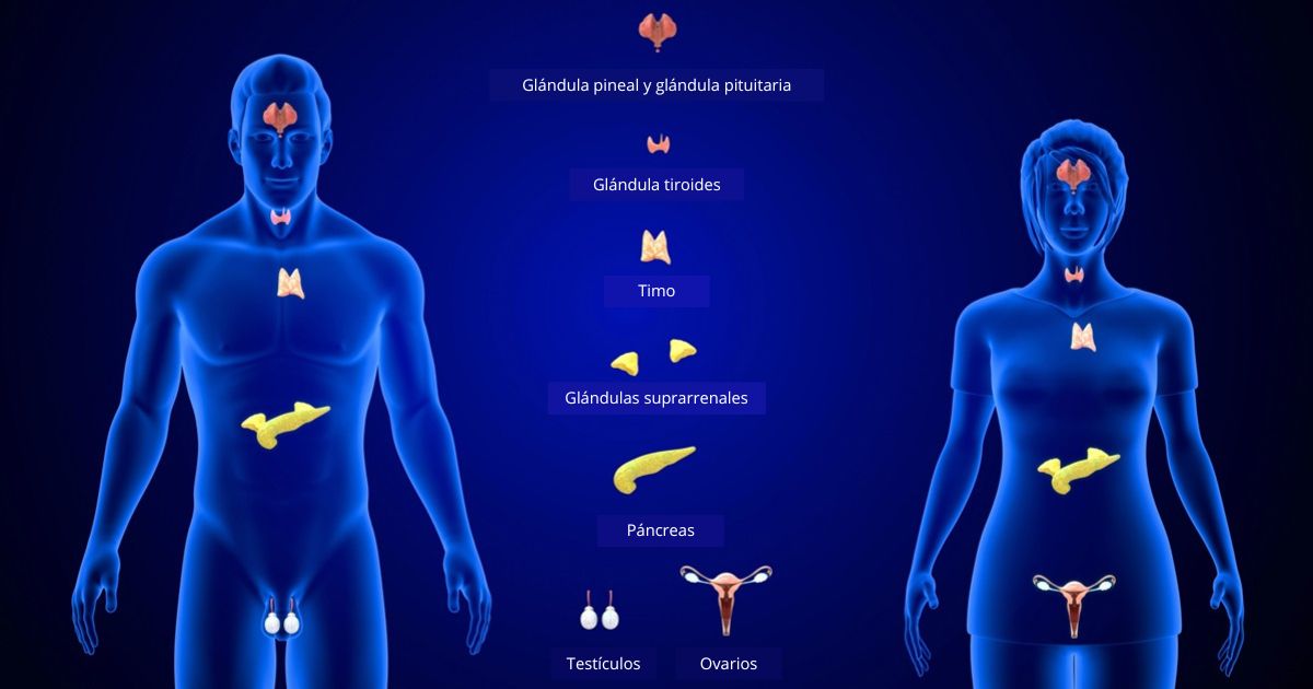 analiza el sistema neuroendocrino funciones esenciales
