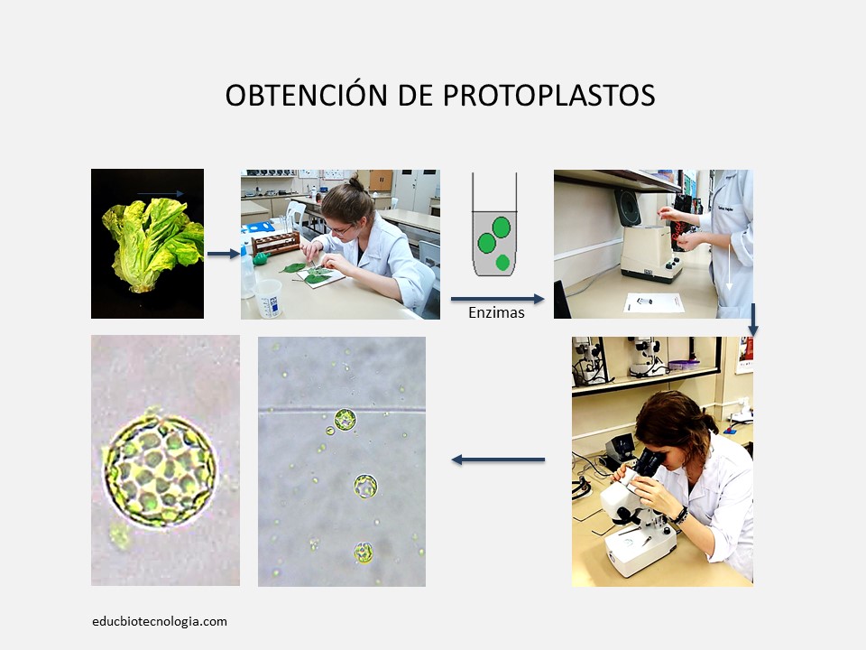 analiza las Sorprendentes Funciones del Retículo Endoplasmático 32 analiza las sorprendentes funciones del reticulo endoplasmatico
