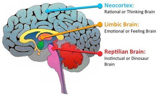 analiza los Tipos de Cerebros: Reptiliano, Límbico y Neocortex 2 analiza los tipos de cerebros reptiliano limbico y