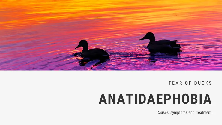 ANATIDAEFOBIA: Descubre la FOBIA DIVERTIDA de los PATOS 2 anatidaefobia descubre la fobia divertida de los patos