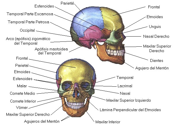 anatomia craneal huesos del craneo y sus partes en madrid