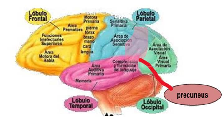 Angular Gyrus: Funciones Clave y Trastornos Inesperados 23 angular gyrus funciones clave y trastornos inesperados
