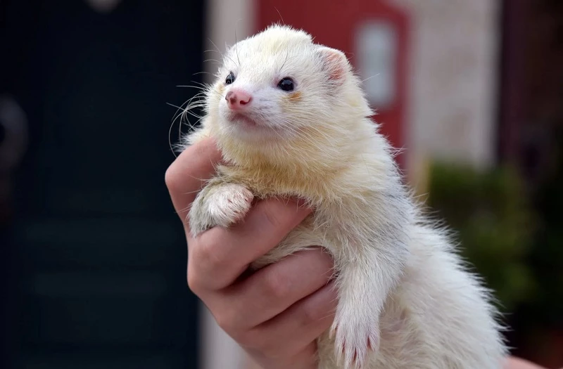 animales domesticos 11 companeros comunes y sus nombres