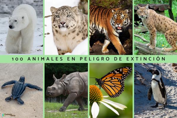 animales en peligro de extincion top 20 del mundo
