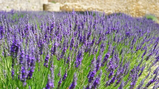 Ansiolíticos NATURALES: 7 POTENTES REMEDIOS y CÓMO HACERLOS 2 ansioliticos naturales 7 potentes remedios y como hacerlos