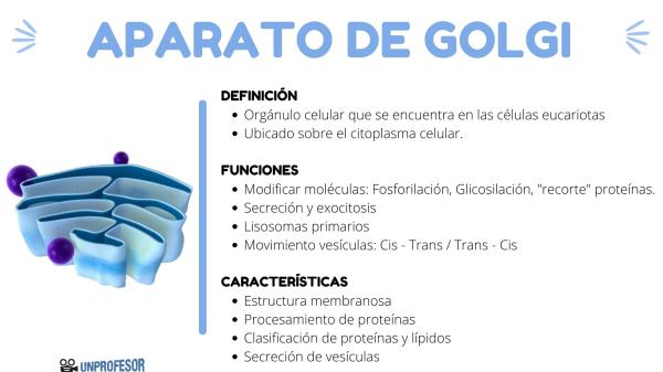 Aparato de Golgi: QUÉ ES Funciones y PARTES Esenciales 2 aparato de golgi que es funciones y partes esenciales