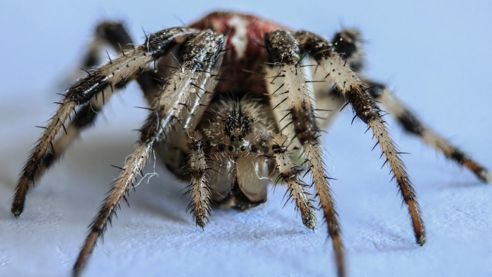 ARACNOFOBIA: Descubre el MIEDO a las ARAÑAS y sus Efectos 2 aracnofobia descubre el miedo a las aranas y sus efectos