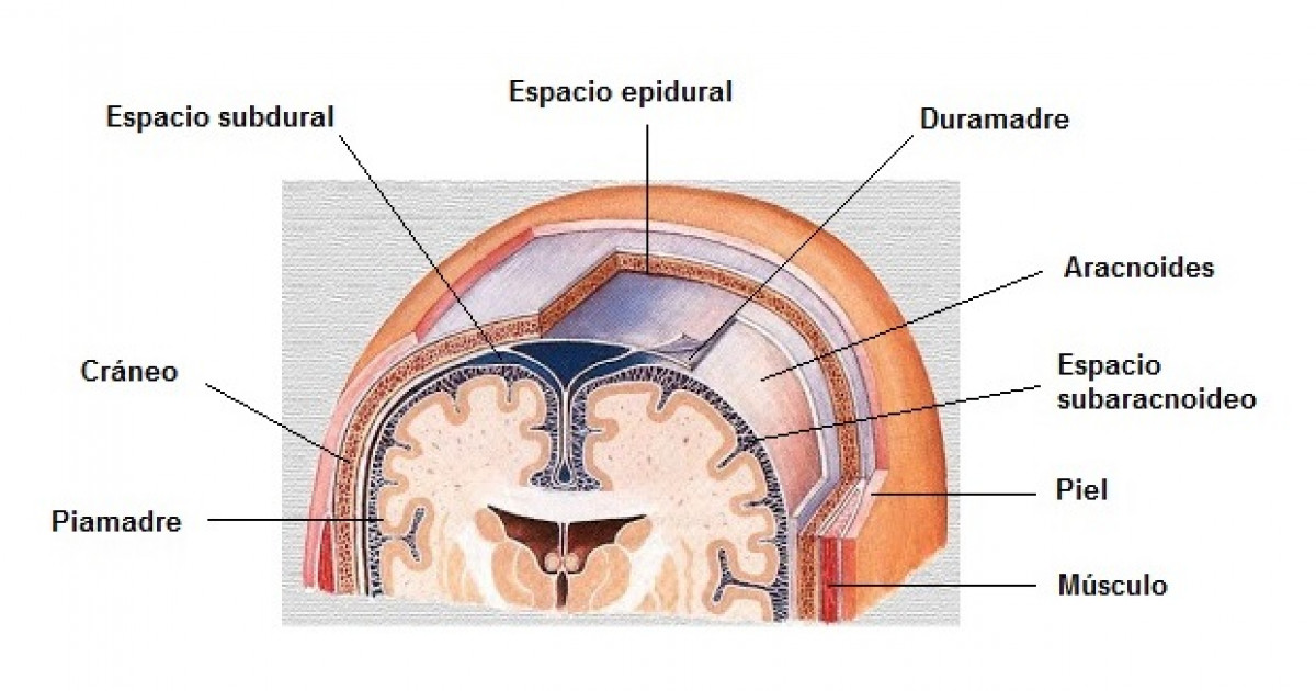ARACNOIDES Cerebrales: Funciones y Trastornos Esenciales 2 aracnoides cerebrales funciones y trastornos esenciales