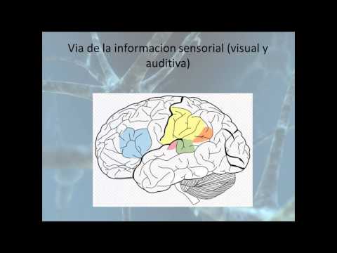 Área de Broca: Clave en Lenguaje y Comunicación Efectiva 2 area de broca clave en lenguaje y comunicacion efectiva