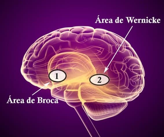 area de broca y wernicke diferencias y funciones esenciales