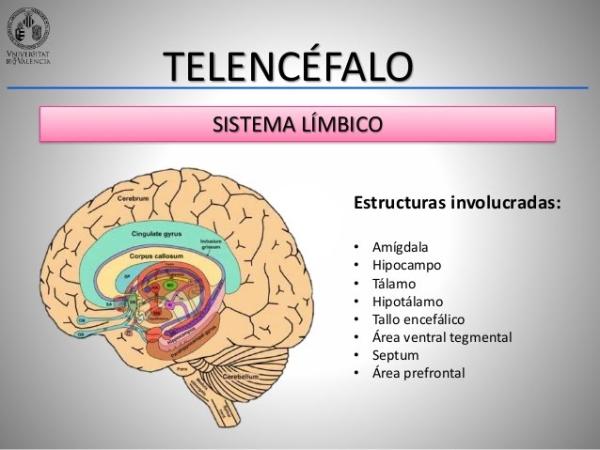 ÁREA SEPTAL: Descubre su ANATOMÍA y FUNCIÓN Esencial 7 ÁREA SEPTAL: Descubre su ANATOMÍA y FUNCIÓN Esencial