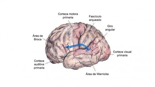 area visual descubre la cortex visual y sus funciones clave
