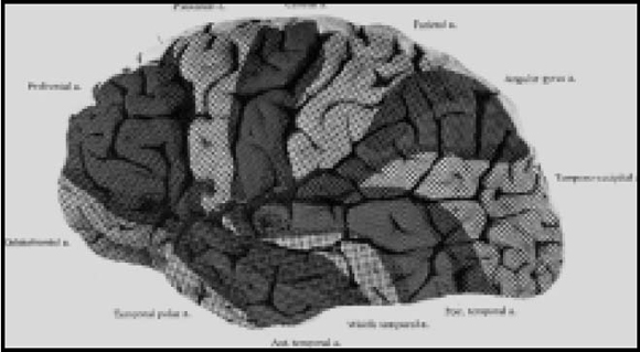 Áreas de Brodmann: Funciones Cerebrales Sorprendentes 2 areas de brodmann funciones cerebrales sorprendentes