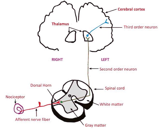 Arousal: Descubre su IMPACTO en la ACTIVACIÓN CORTICAL 2 arousal descubre su impacto en la activacion cortical