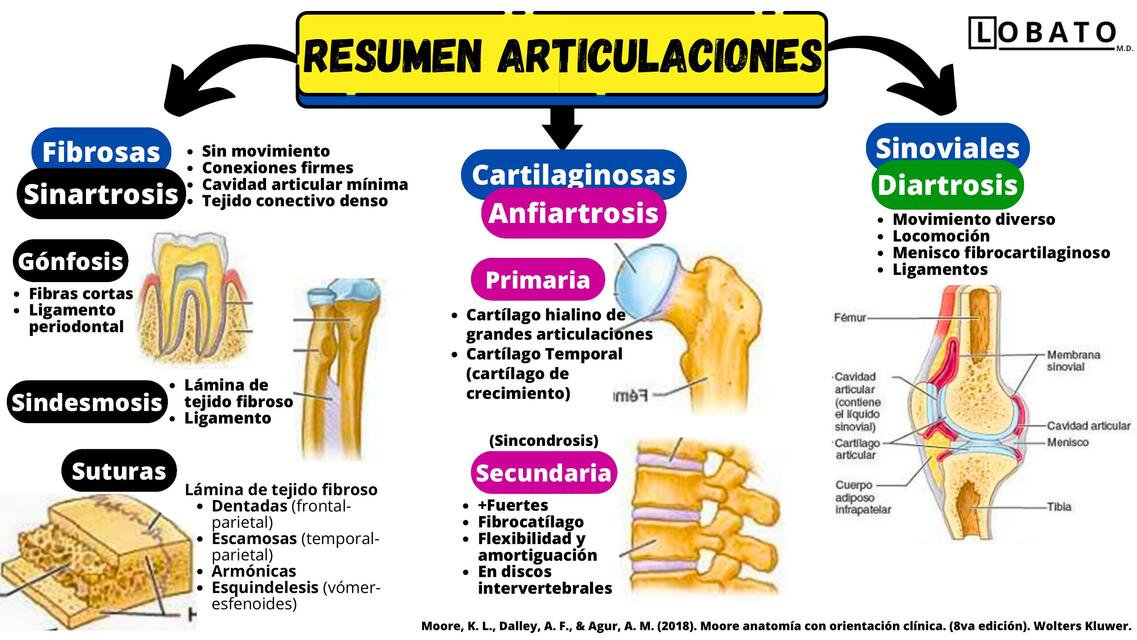 Articulaciones CARTILAGINOSAS: Tipos y Ejemplos CLAVE 2 articulaciones cartilaginosas tipos y ejemplos clave