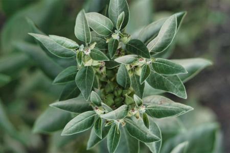 ASHWAGANDHA: 10 BENEFICIOS y sus CONTRAINDICACIONES CLAVE 2 ashwagandha 10 beneficios y sus contraindicaciones clave