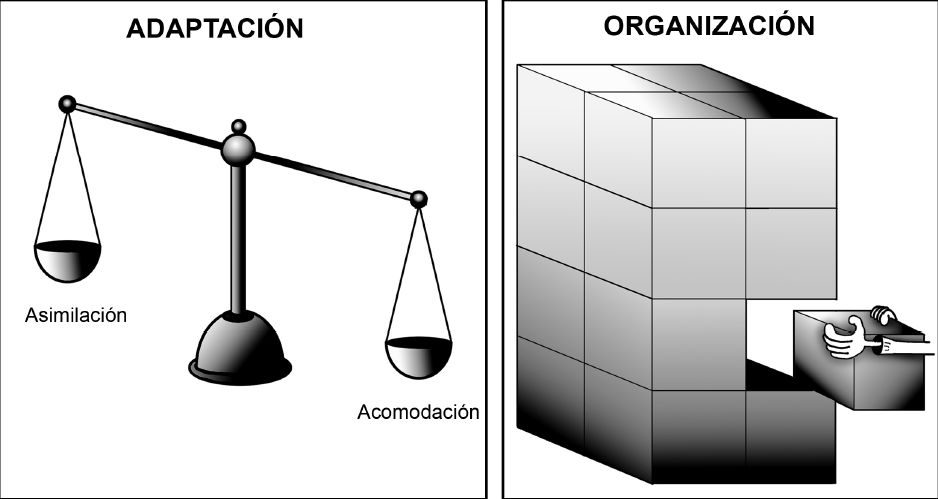 Asimilación y Acomodación: Claves para Adaptarte Mejor 2 asimilacion y acomodacion claves para adaptarte mejor