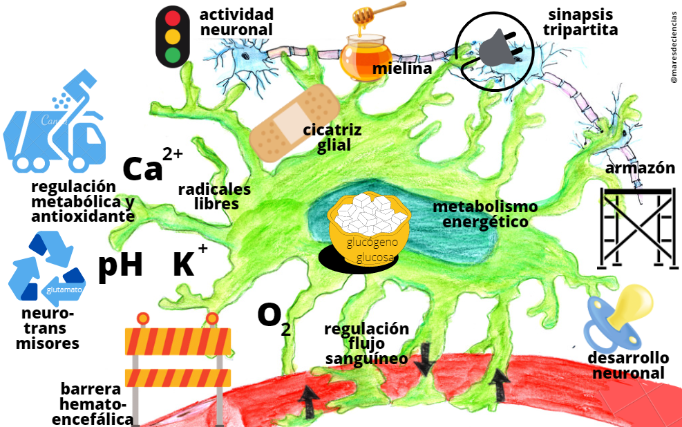 astrocitos funciones clave en el sistema nervioso madrid