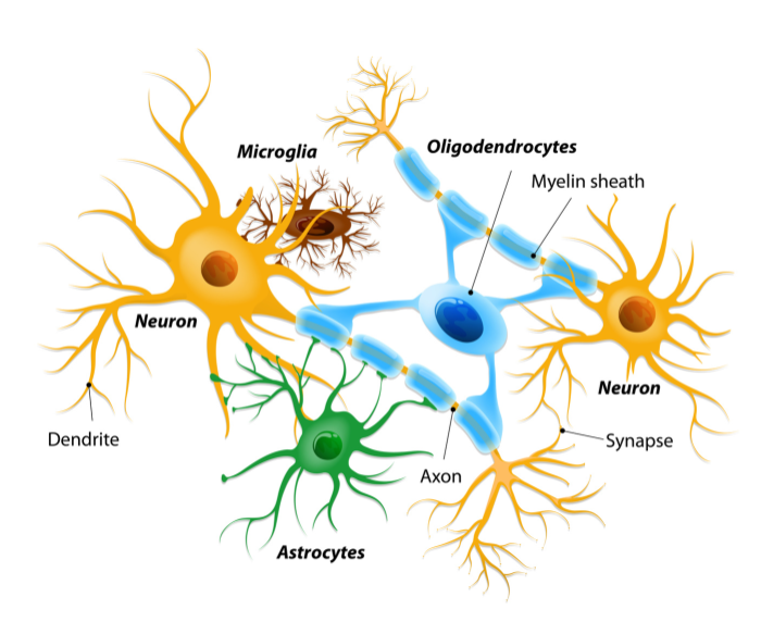 astrocitos tipos y funciones esenciales en el cerebro
