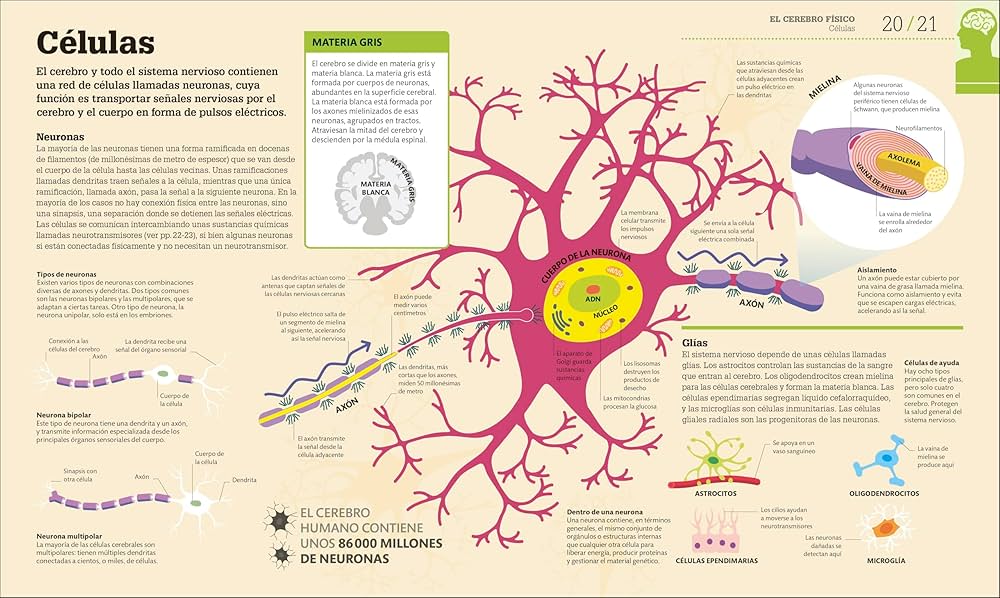 axon funcion y estructura descubre el axolema en madrid