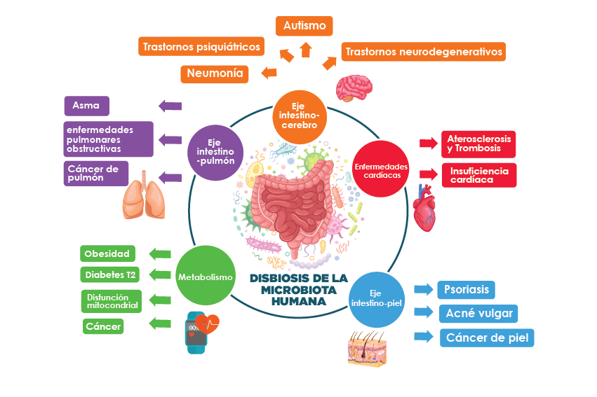 Bacterias en el CEREBRO: Impacto del MICROBIOMA en tu SALUD 2 bacterias en el cerebro impacto del microbioma en tu salud