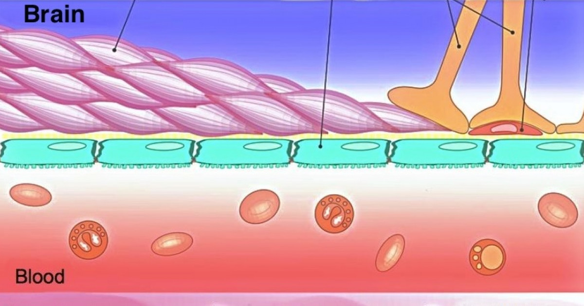 Barrera Hematoencefálica: Protegiendo tu Cerebro en Madrid 2 barrera hematoencefalica protegiendo tu cerebro en madrid