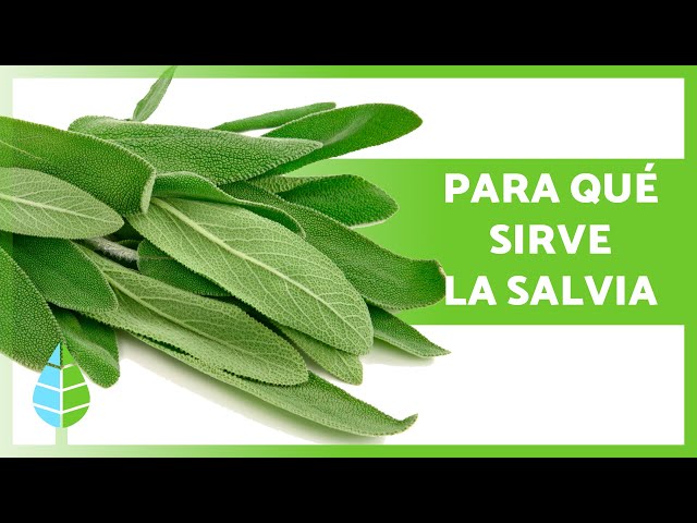 Beneficios de la Salvia: Menopausia y Bienestar Revelados 2 beneficios de la salvia menopausia y bienestar revelados